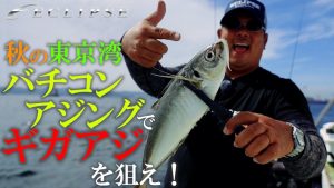 【ECLIPSE バチコンアジング】秋の東京湾　バチコンアジングでギガアジを狙え！