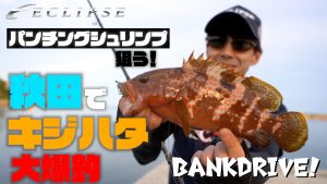 【ECLIPSE  ロックフィッシュ】BANK DRIVE -OCEAN SERIES- そーさん　ホーム秋田でキジハタ大爆釣！